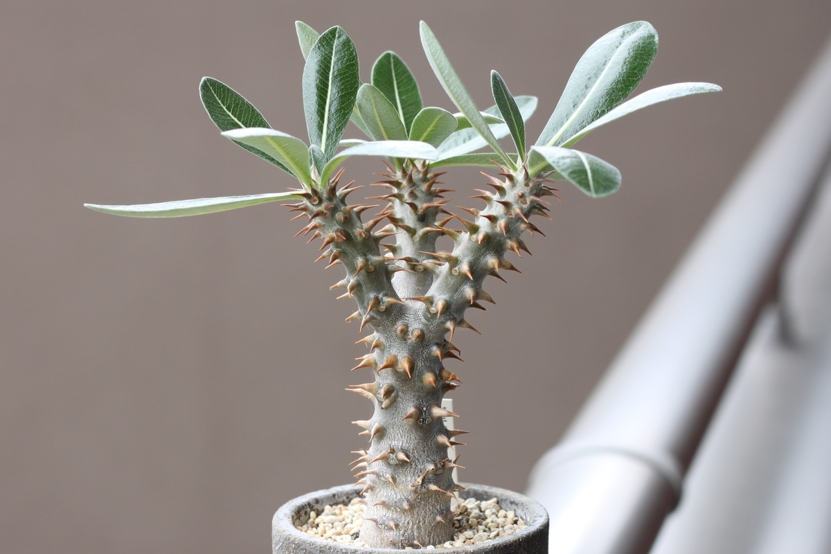 f:id:max206:20190706172459j:plain