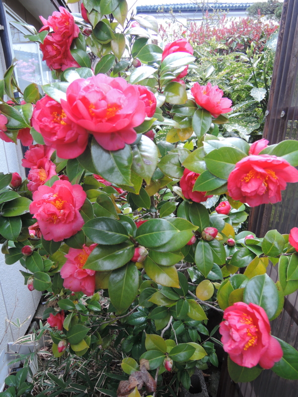 f:id:max6:20170412162239j:image