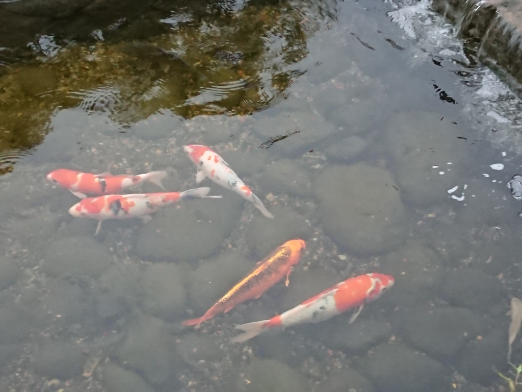 f:id:max6:20180908173042j:plain f:id:max6:20180908173042j:plain