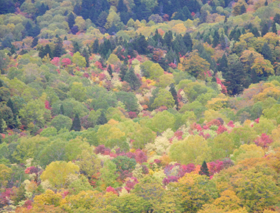 f:id:max6:20181002191825p:plain