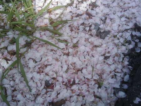 f:id:maxbao:20120415121006j:image