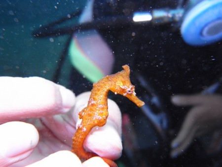 f:id:maxdiving:20110917160338j:image f:id:maxdiving:20110917160338j:image