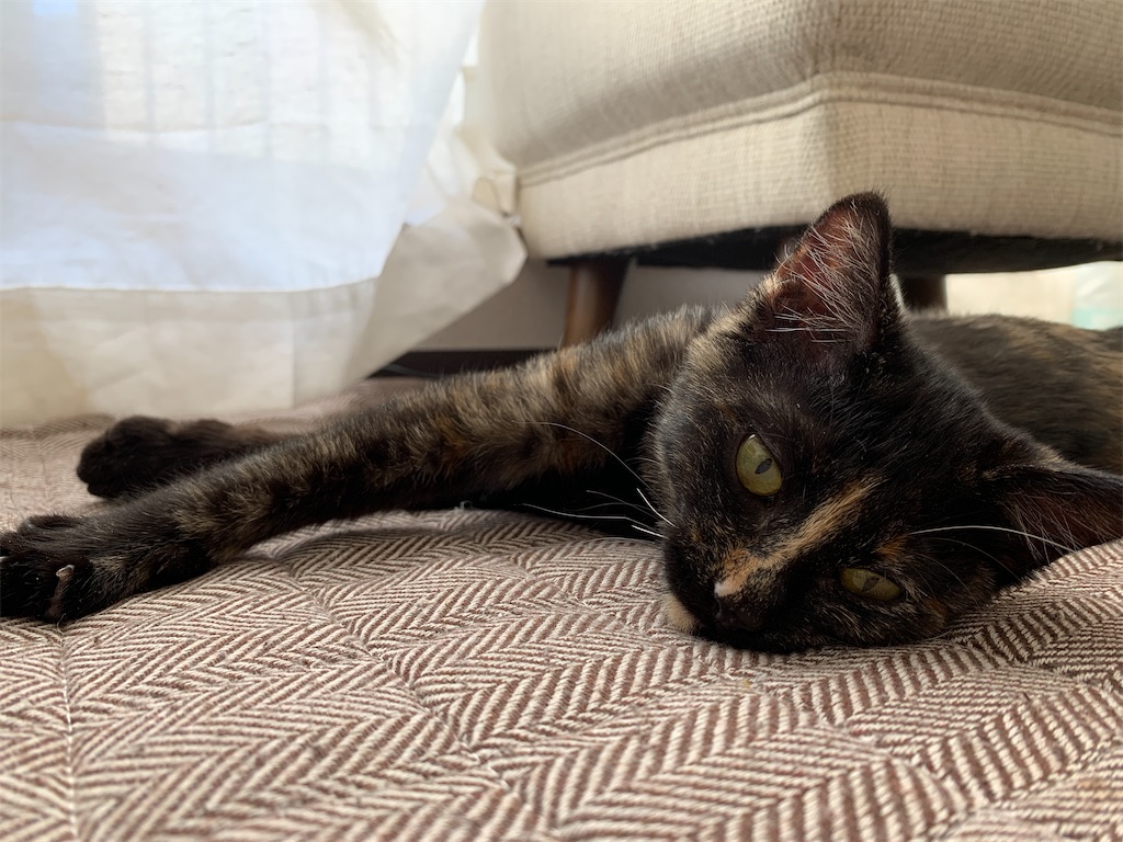 f:id:maximalistmihoko:20200128121111j:image