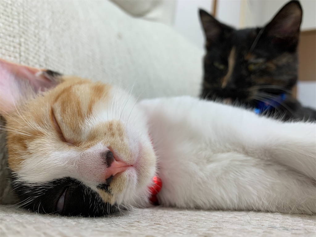 f:id:maximalistmihoko:20200128121402j:image