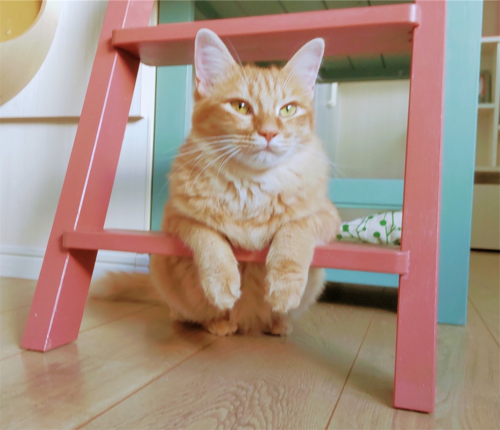 f:id:may-cat:20210827140044j:image f:id:may-cat:20210827140044j:image