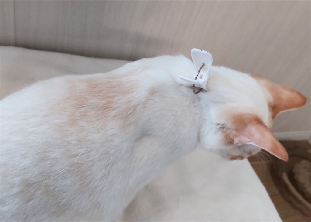 f:id:may-cat:20210908151552j:image f:id:may-cat:20210908151552j:image