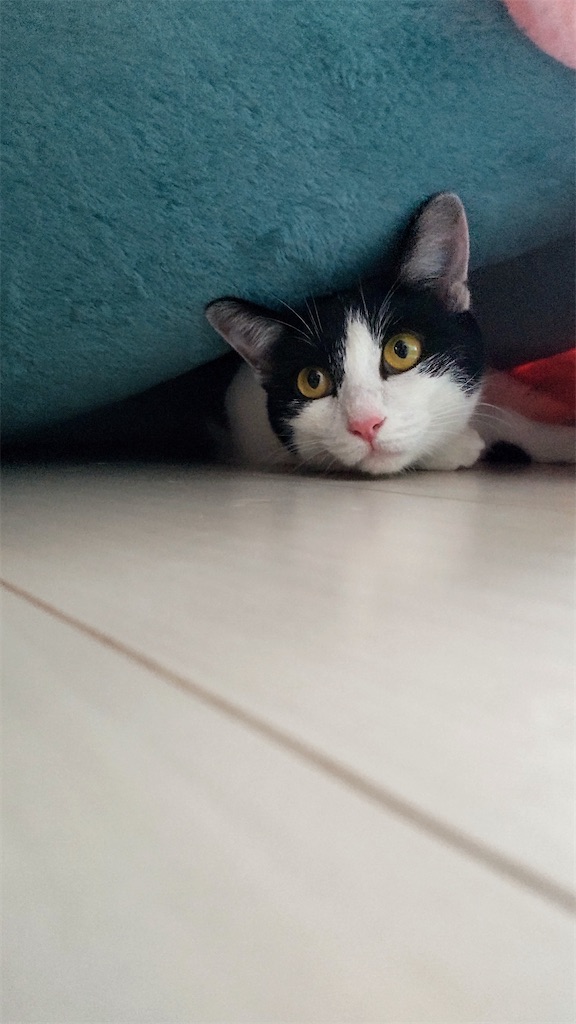f:id:may-cat:20210915131603j:image f:id:may-cat:20210915131603j:image