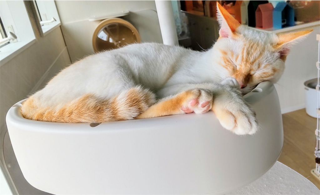f:id:may-cat:20210915131651j:image f:id:may-cat:20210915131651j:image