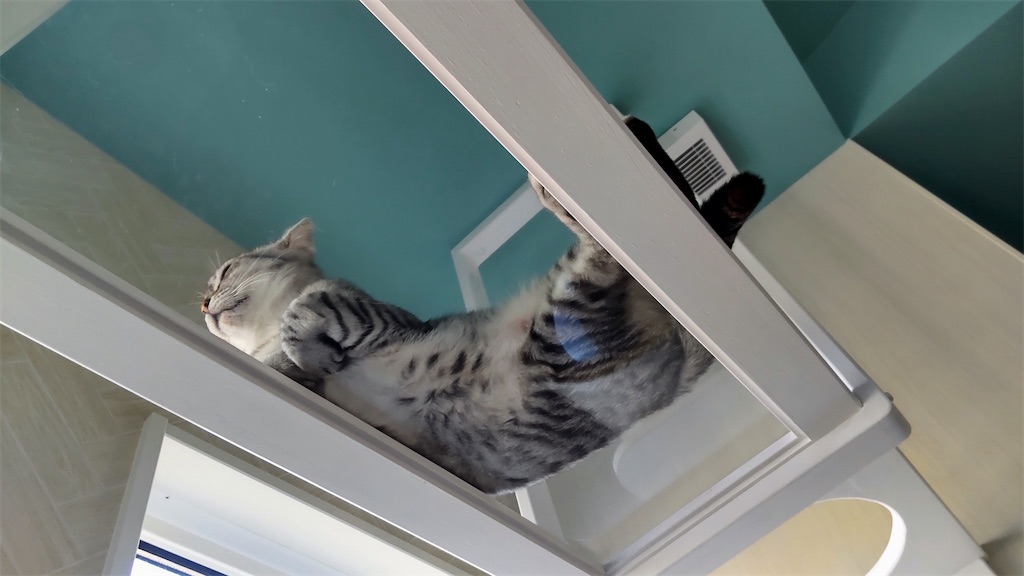 f:id:may-cat:20210915131746j:image f:id:may-cat:20210915131746j:image