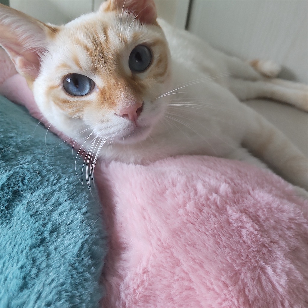 f:id:may-cat:20210921205341j:image f:id:may-cat:20210921205341j:image