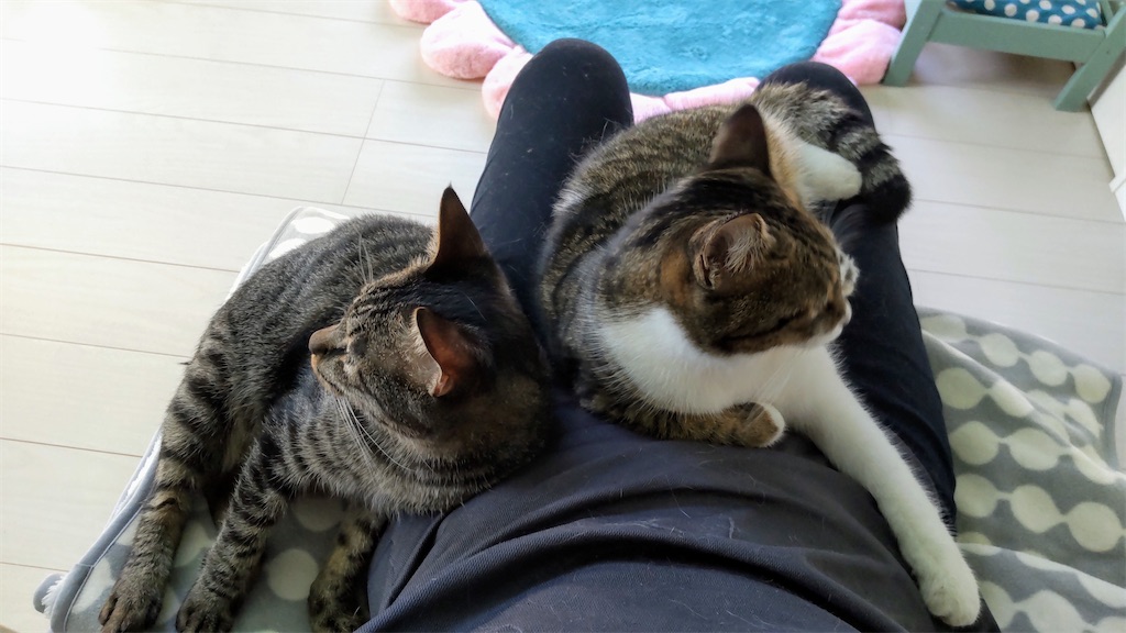 f:id:may-cat:20211006150248j:plain