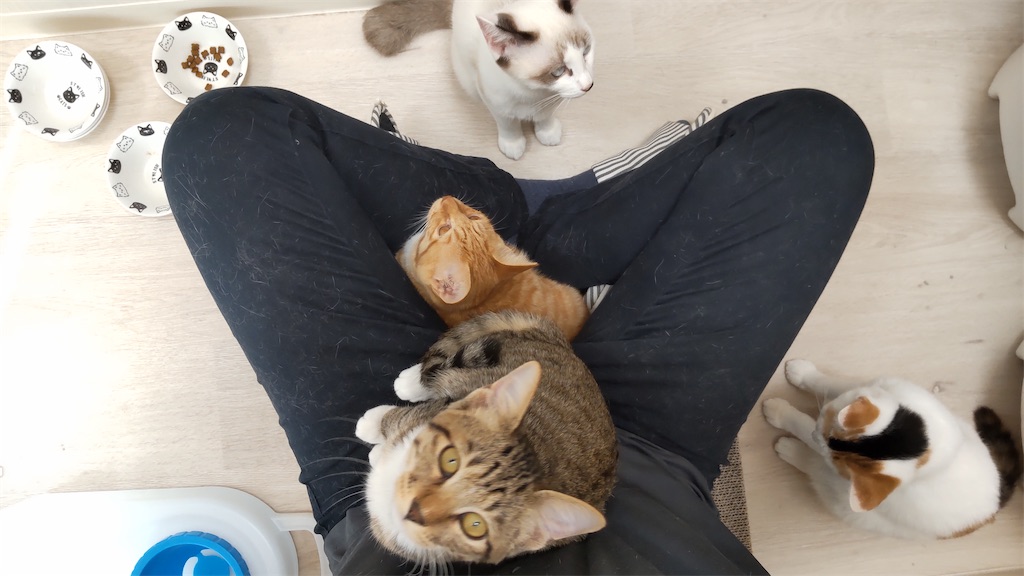 f:id:may-cat:20211006150331j:plain