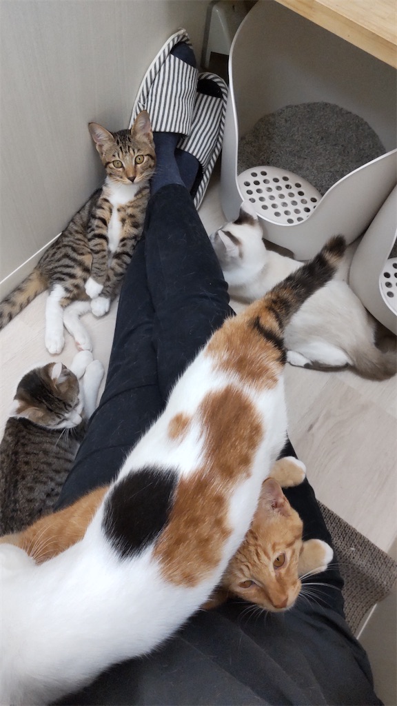 f:id:may-cat:20211006150335j:plain