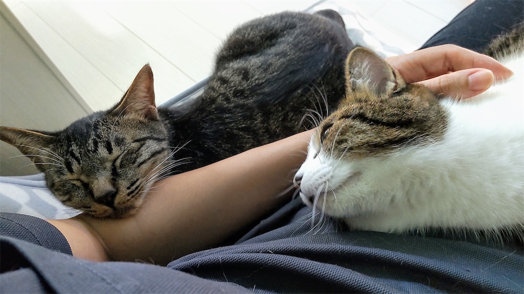 f:id:may-cat:20211006214441j:plain