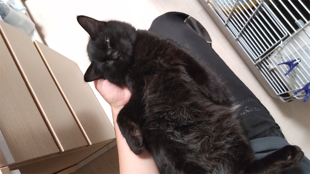 f:id:may-cat:20211011210136j:image