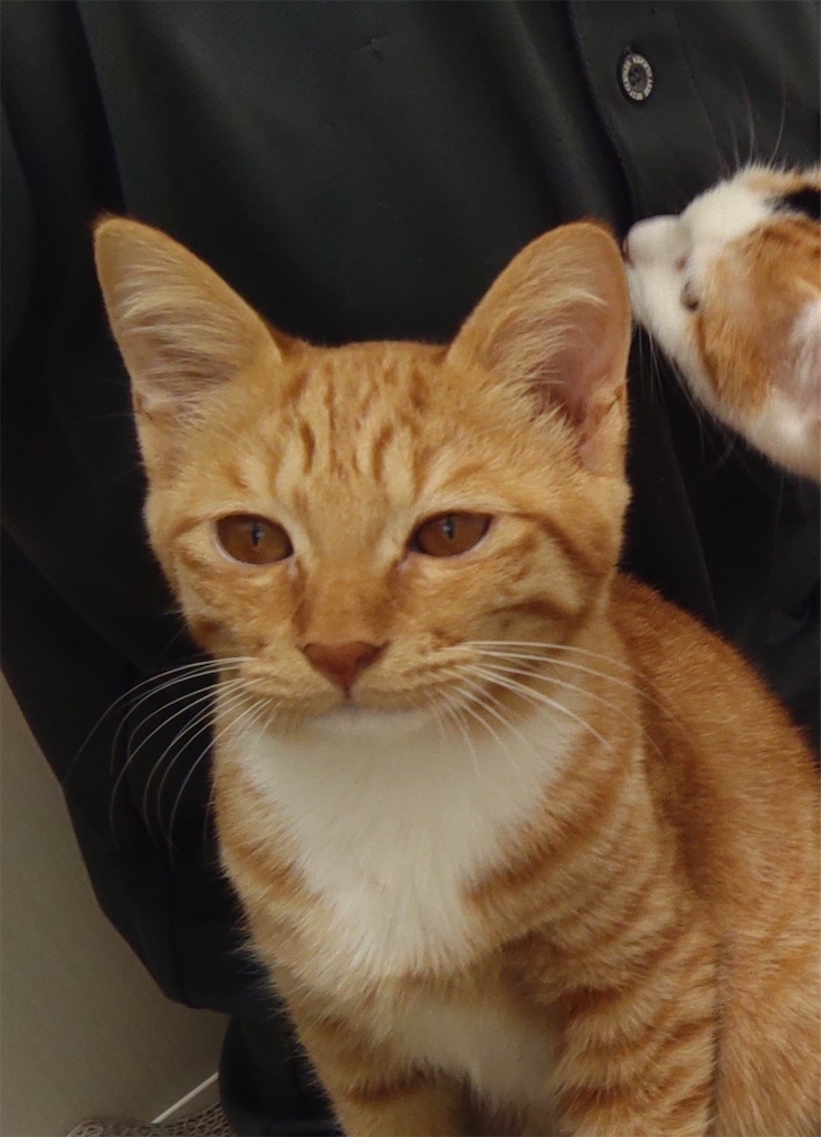 f:id:may-cat:20211014194008j:image f:id:may-cat:20211014194008j:image