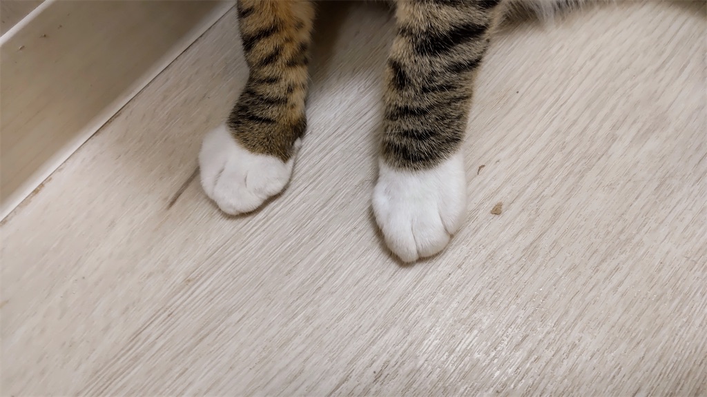 f:id:may-cat:20211014194315j:image f:id:may-cat:20211014194315j:image