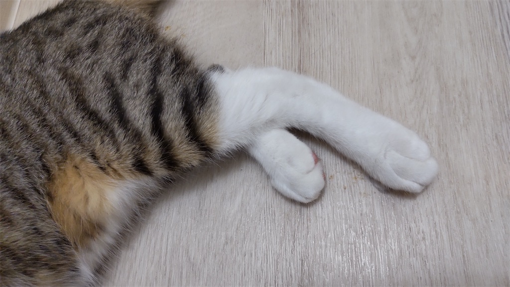 f:id:may-cat:20211014194422j:image f:id:may-cat:20211014194422j:image