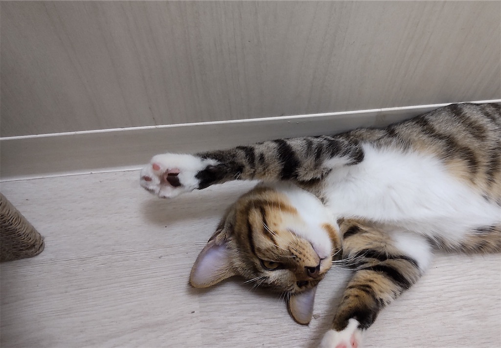f:id:may-cat:20211014194905j:image f:id:may-cat:20211014194905j:image