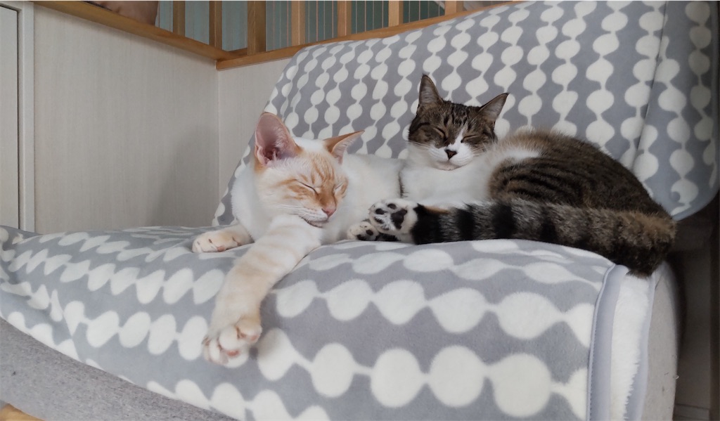 f:id:may-cat:20211018215805j:plain