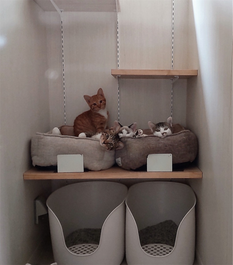 f:id:may-cat:20211020191839j:plain