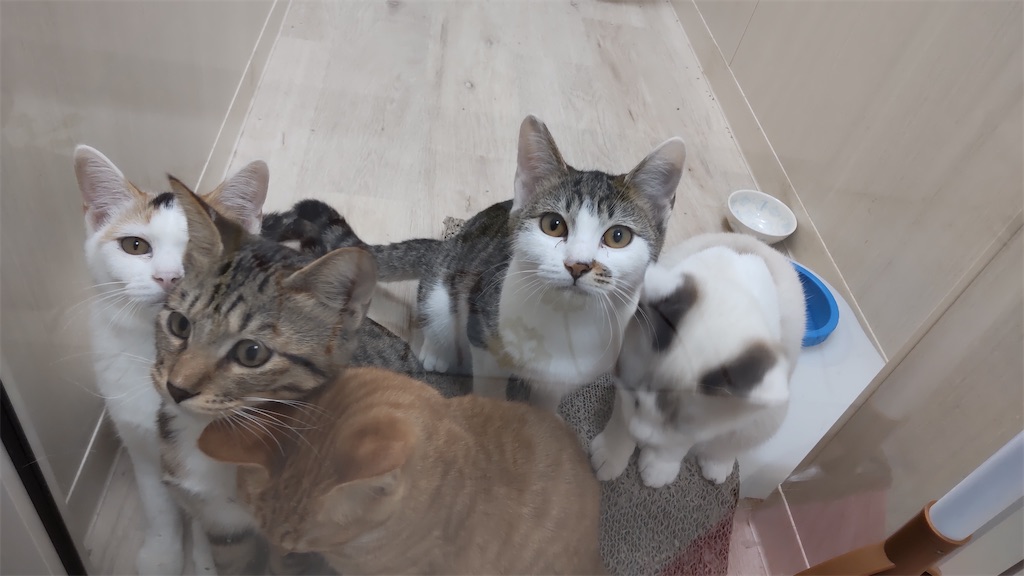 f:id:may-cat:20211020191919j:plain