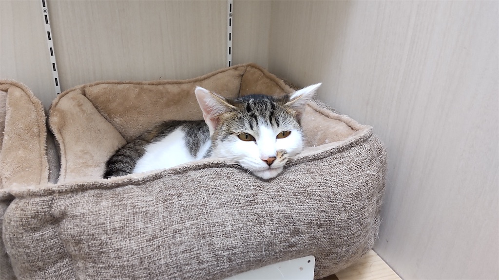 f:id:may-cat:20211020192001j:plain