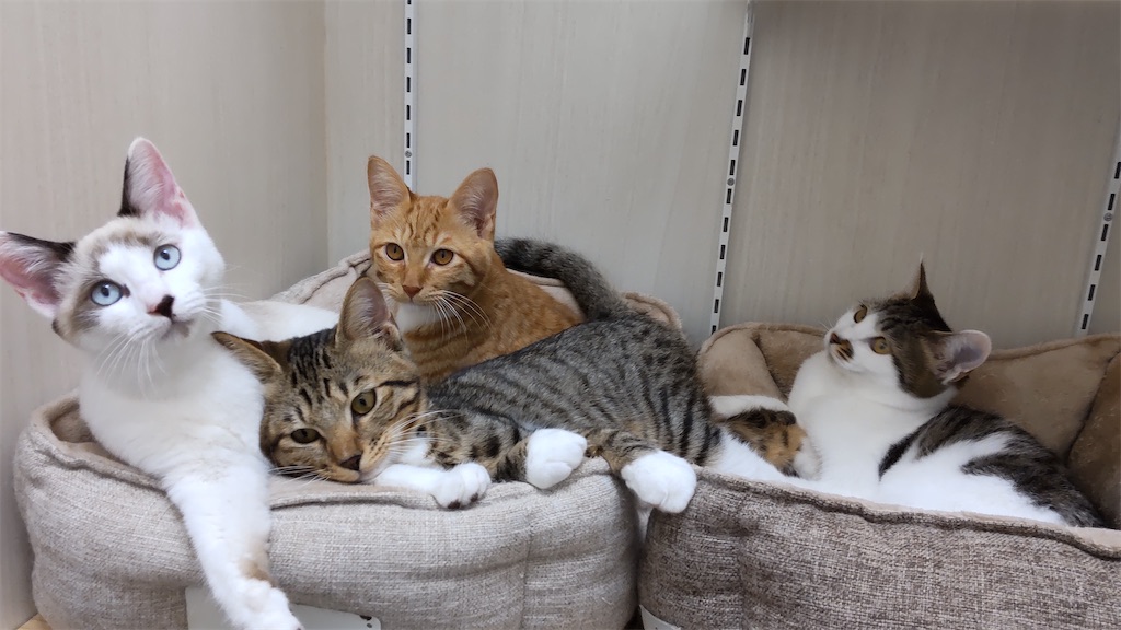 f:id:may-cat:20211020192132j:plain