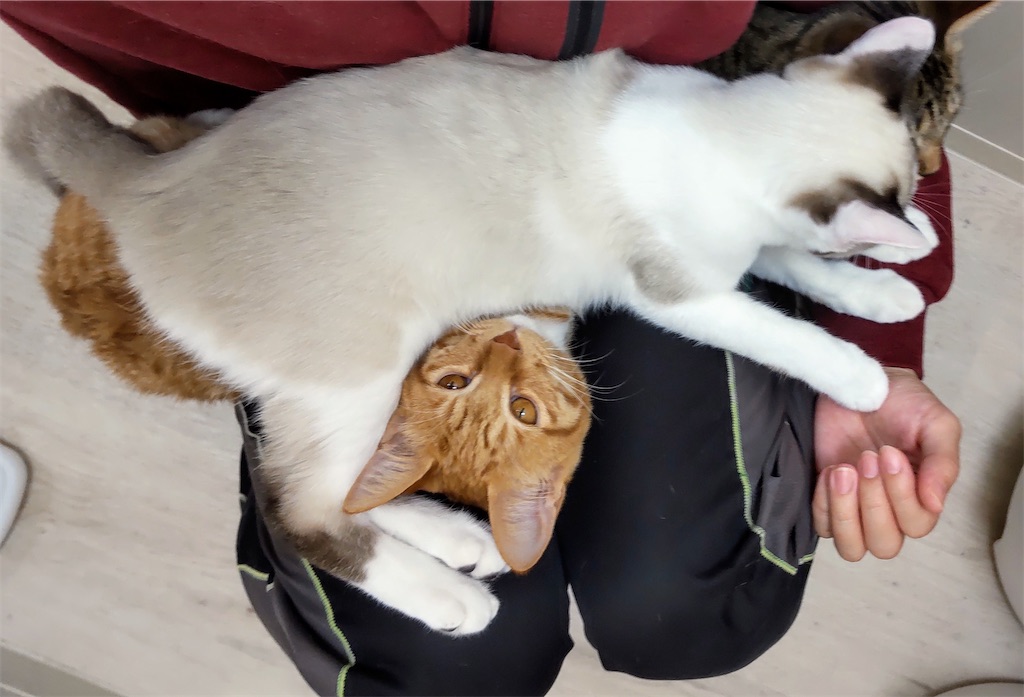 f:id:may-cat:20211020192511j:plain