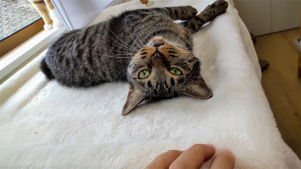 f:id:may-cat:20211024200404j:plain