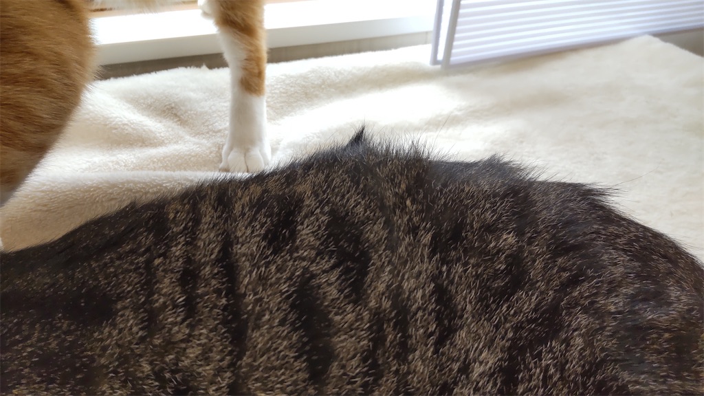 f:id:may-cat:20211024200446j:plain