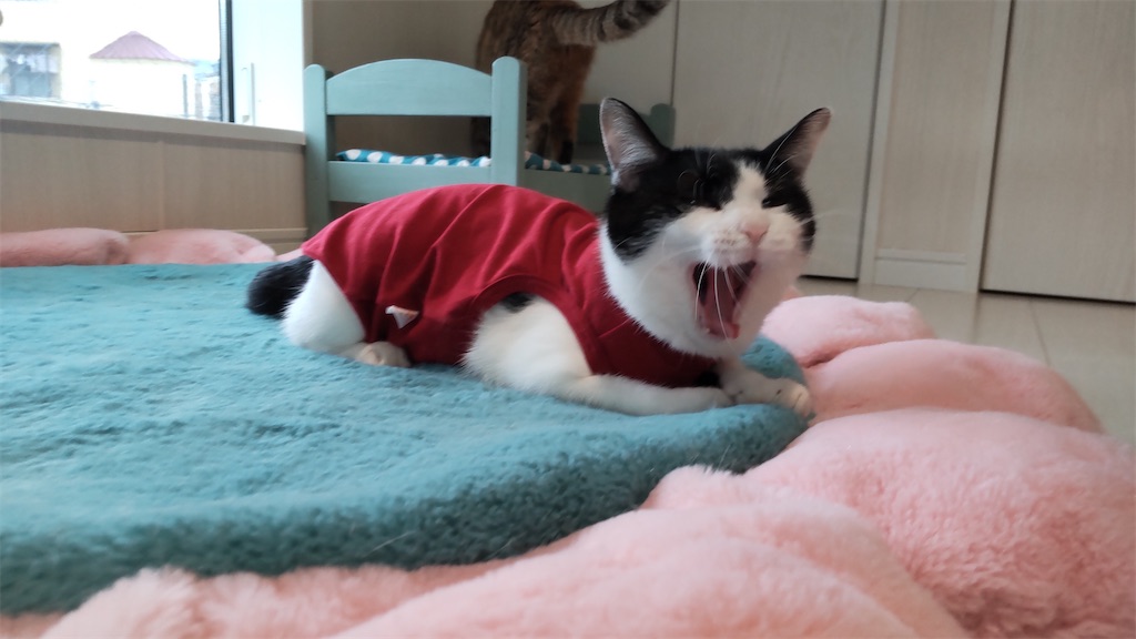 f:id:may-cat:20211028212537j:image
