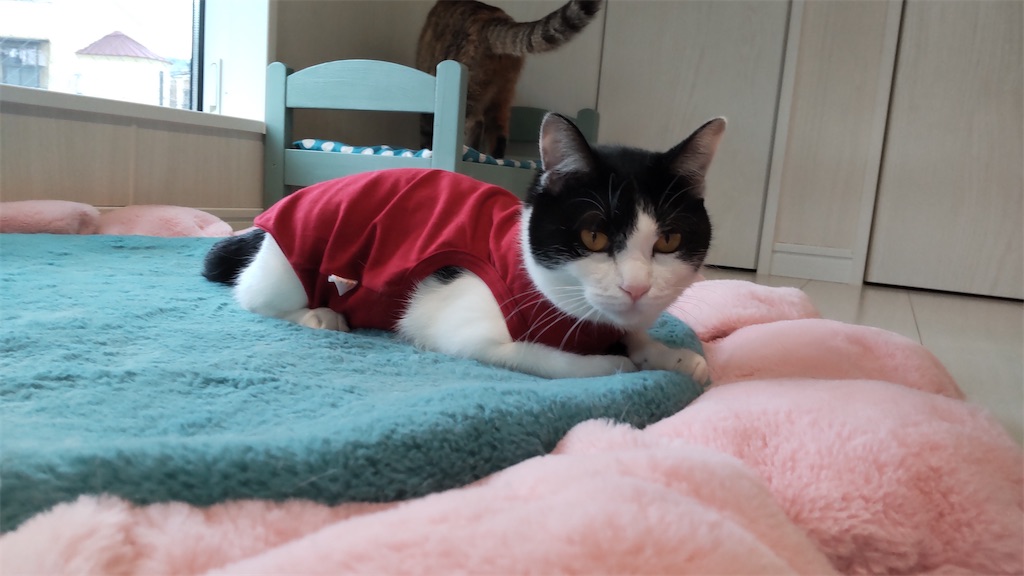 f:id:may-cat:20211028212540j:image