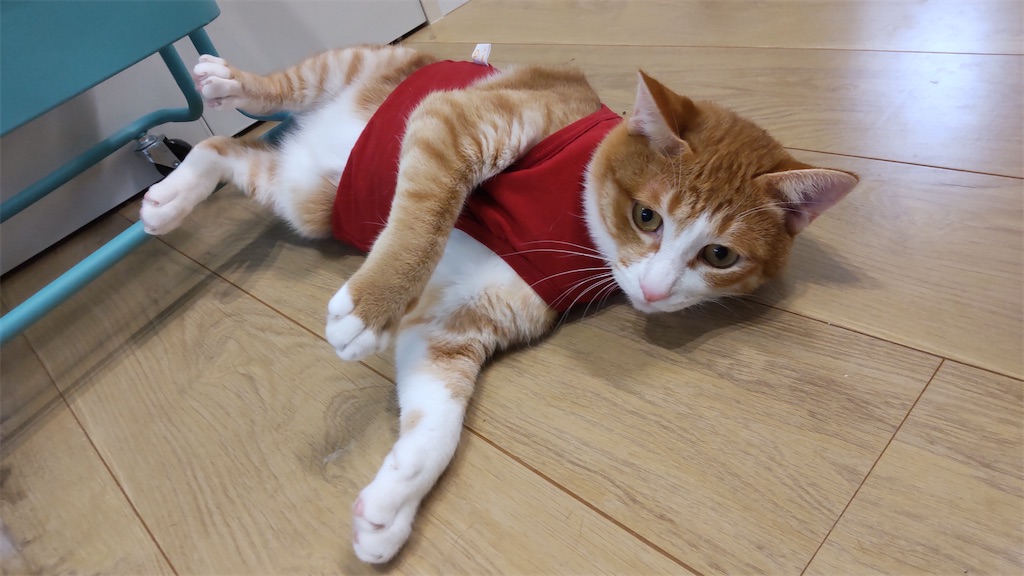 f:id:may-cat:20211028212548j:image