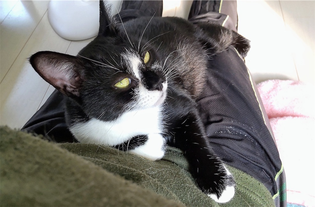 f:id:may-cat:20211103194850j:image f:id:may-cat:20211103194850j:image