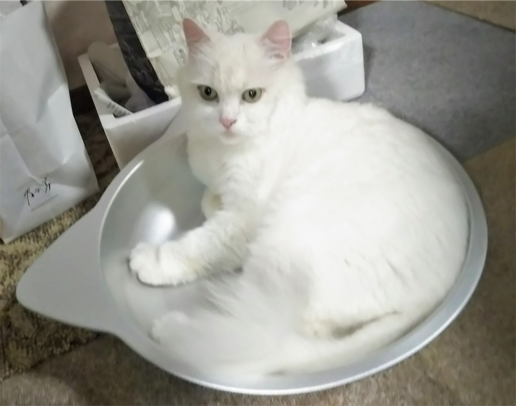 f:id:may-cat:20211106215349j:image f:id:may-cat:20211106215349j:image