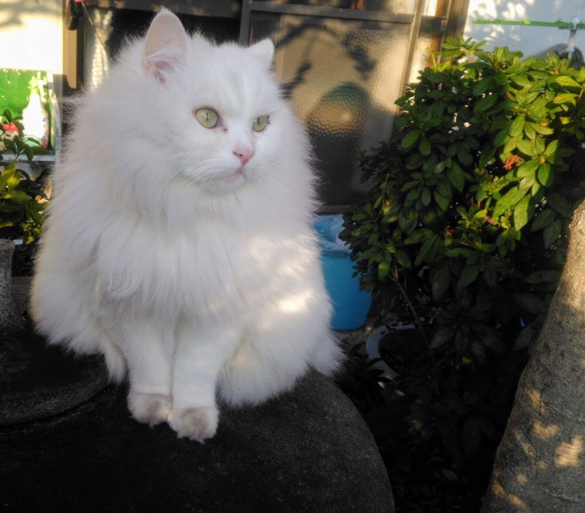 f:id:may-cat:20211106220054j:plain