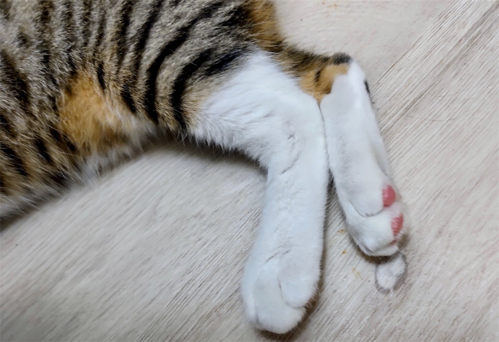 f:id:may-cat:20211121200639j:image