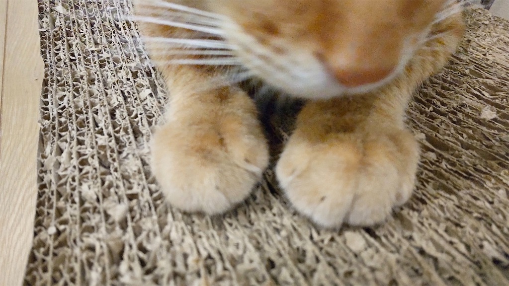 f:id:may-cat:20211121200750j:image