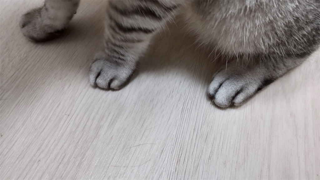 f:id:may-cat:20211121200752j:image