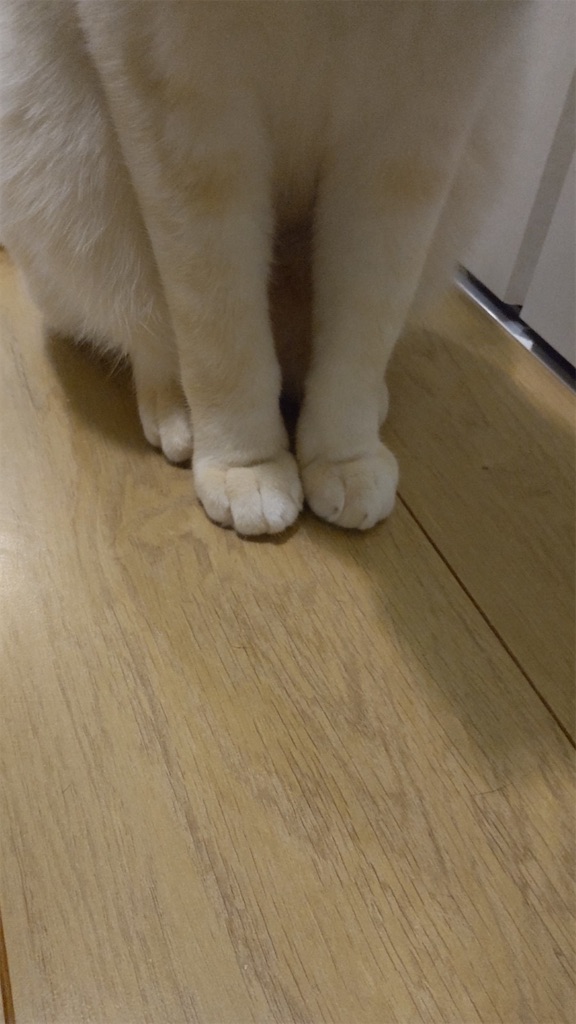 f:id:may-cat:20211121200755j:image