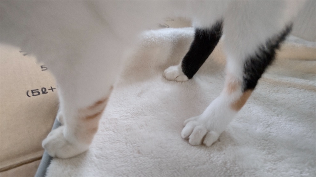 f:id:may-cat:20211121201316j:image