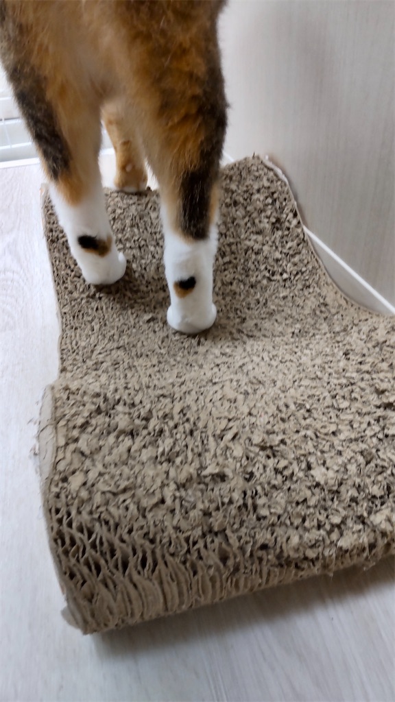 f:id:may-cat:20211121201412j:image