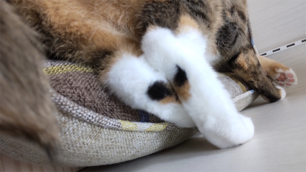 f:id:may-cat:20211121201621j:image