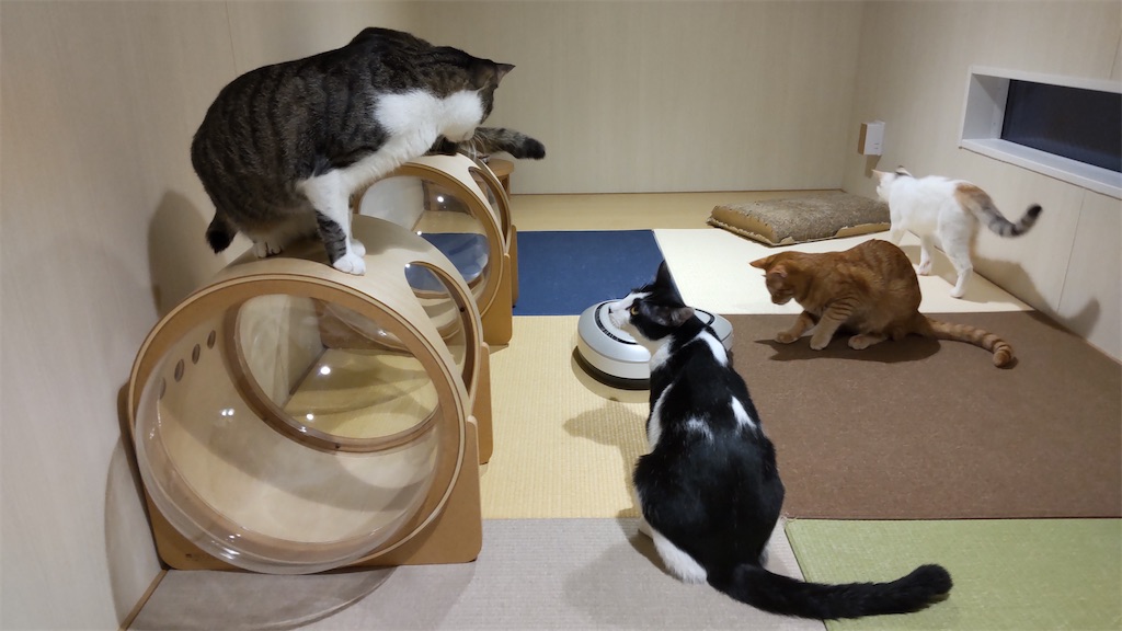 f:id:may-cat:20211201210643j:image f:id:may-cat:20211201210643j:image