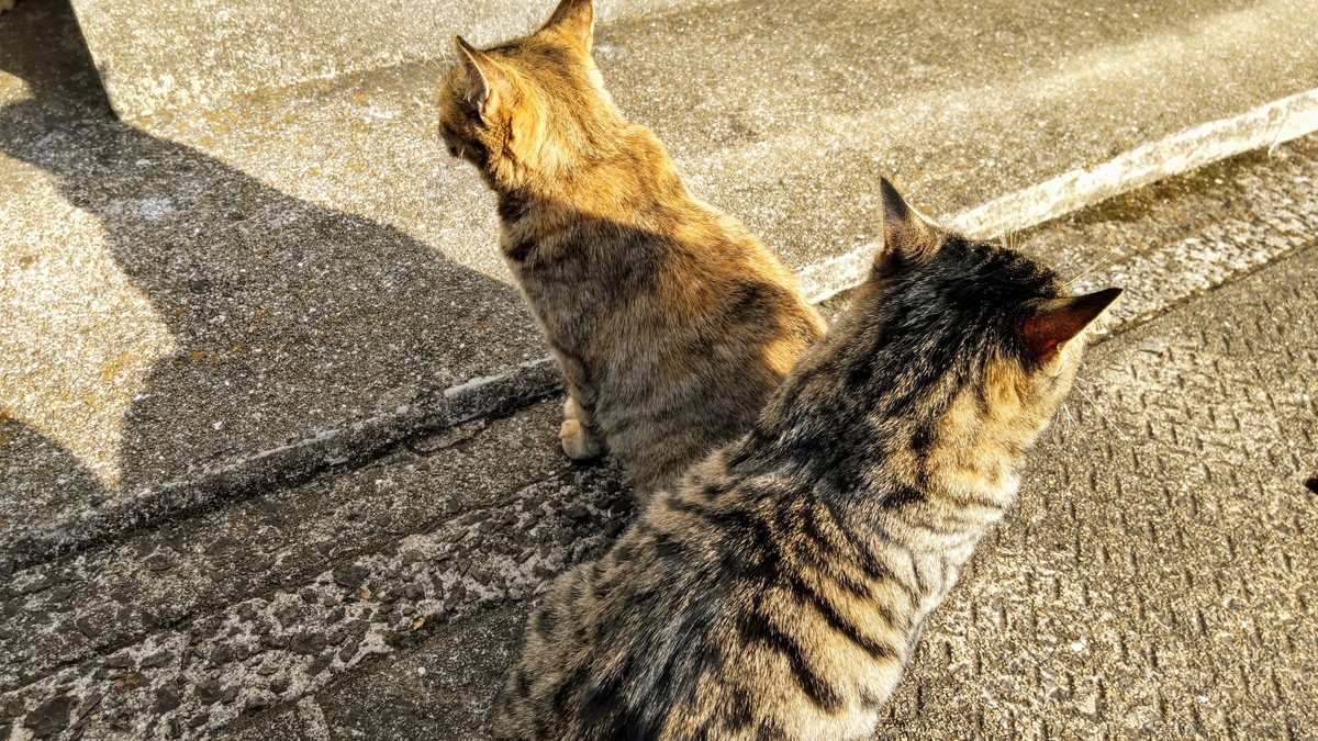 f:id:may-cat:20211204214722j:plain