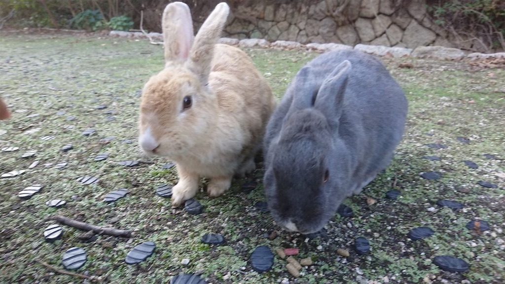 f:id:may-cat:20211204221650j:image
