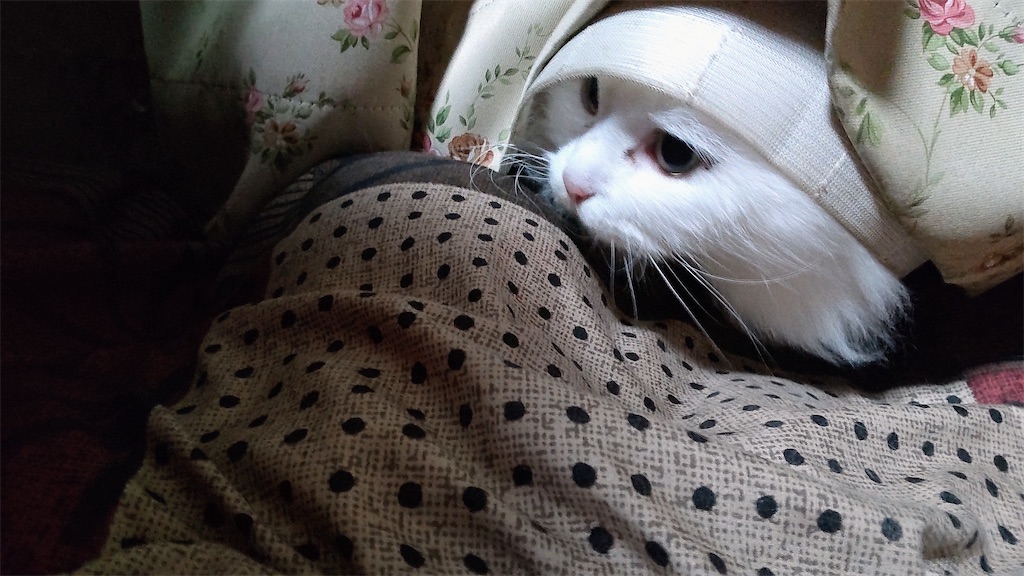 f:id:may-cat:20211228221113j:image f:id:may-cat:20211228221113j:image