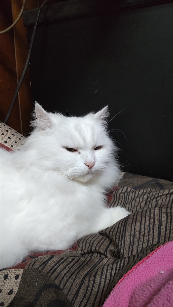 f:id:may-cat:20211228221204j:image f:id:may-cat:20211228221204j:image