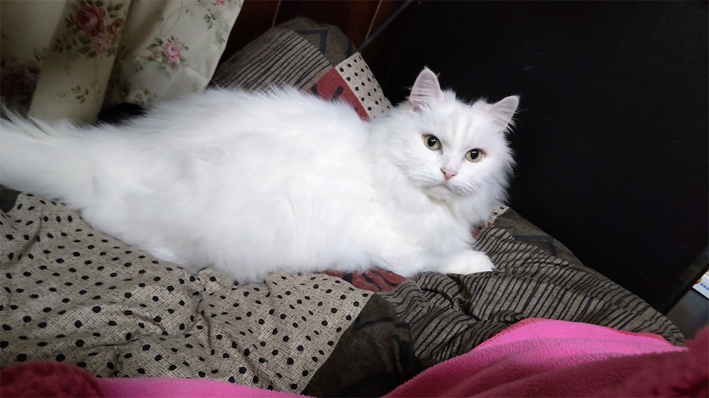 f:id:may-cat:20211228221240j:image f:id:may-cat:20211228221240j:image